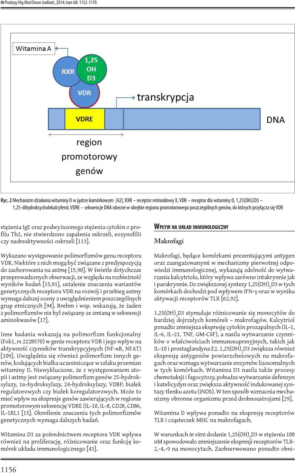 regionu promotorowego poszczególnych genów, do których przyłącza się VDR stężenia IgE oraz podwyższonego stężenia cytokin o profilu Th2, nie stwierdzono zapalenia oskrzeli, eozynofilii czy