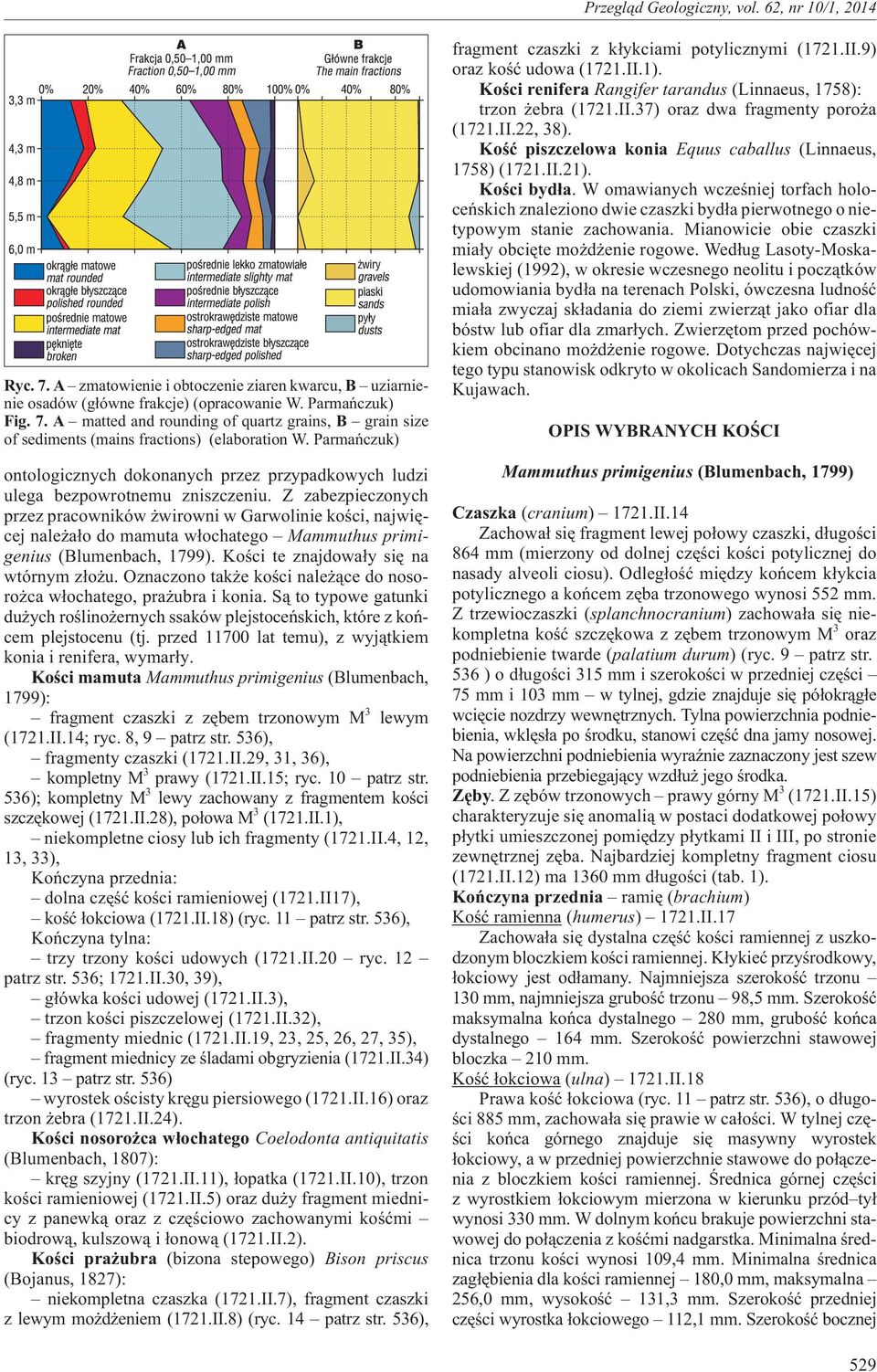 Z zabezpieczonych przez pracowników wirowni w Garwolinie koœci, najwiêcej nale a³o do mamuta w³ochatego Mammuthus primigenius (Blumenbach, 1799). Koœci te znajdowa³y siê na wtórnym z³o u.