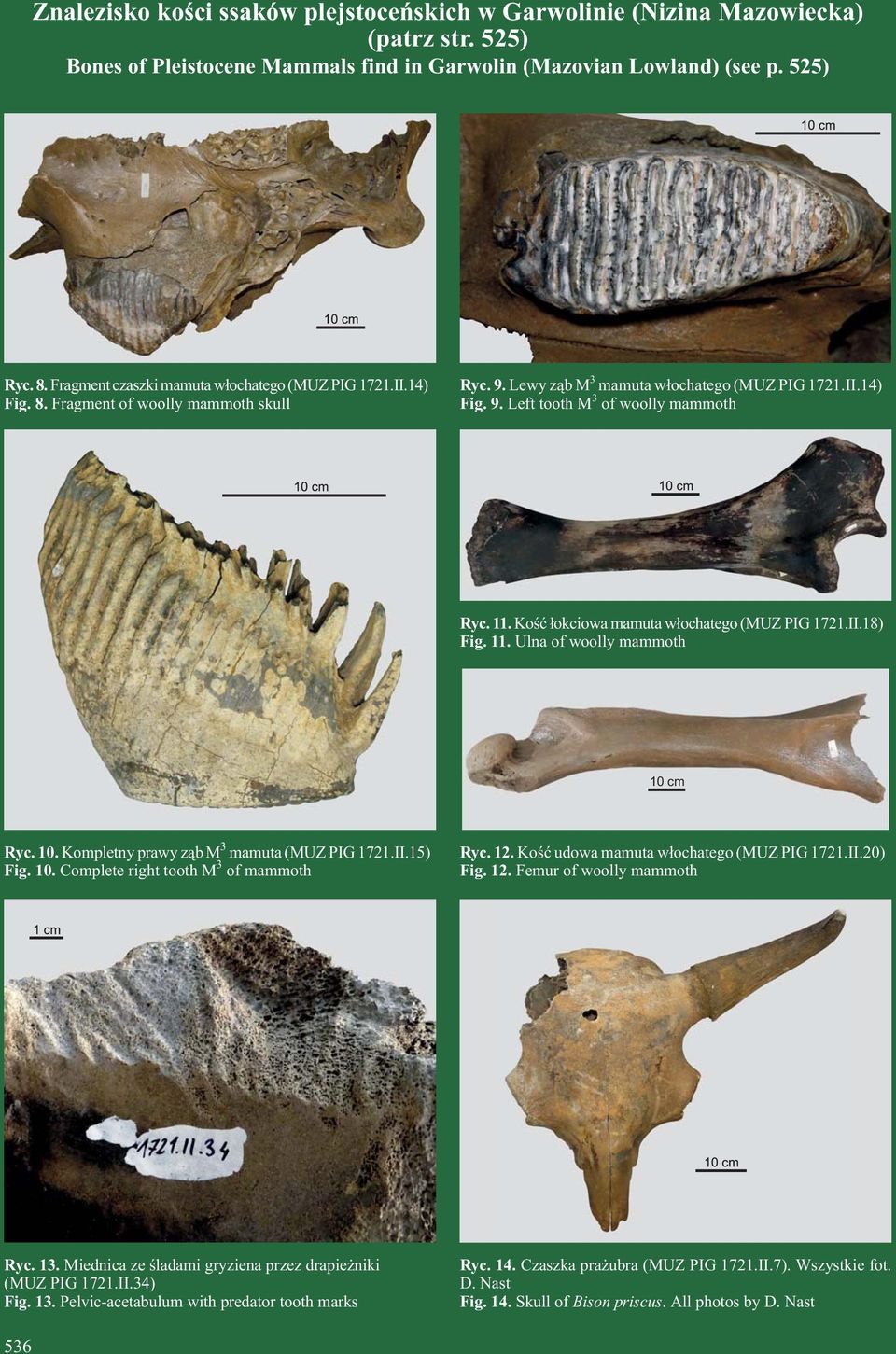 11. Koœæ ³okciowa mamuta w³ochatego (MUZ PIG 1721.II.18) Fig. 11. Ulna of woolly mammoth 10 cm Ryc. 10. Kompletny prawy z¹b M 3 mamuta (MUZ PIG 1721.II.15) Fig. 10. Complete right tooth M 3 of mammoth Ryc.
