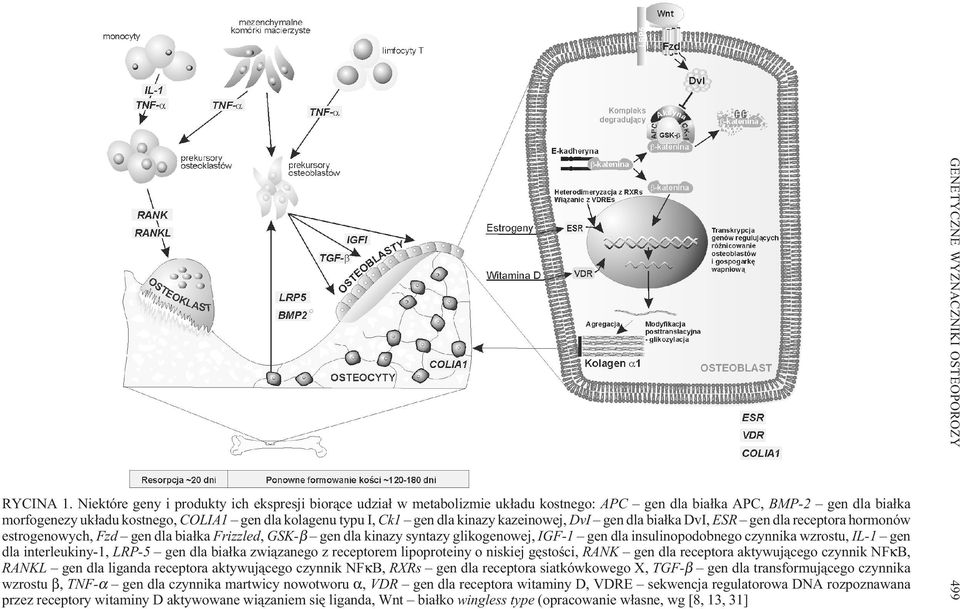 dla kinazy kazeinowej, DvI gen dla bia³ka DvI, ESR gen dla receptora hormonów estrogenowych, Fzd gen dla bia³ka Frizzled, GSK-β gen dla kinazy syntazy glikogenowej, IGF-1 gen dla insulinopodobnego