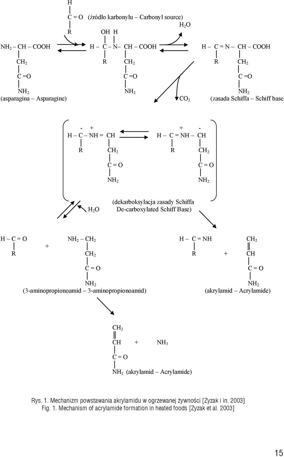 (3-minopropionomid 3-minopropionomid) (krylmid Acrylmide) CH 2 CH + NH 3 C = O NH 2 (krylmid Acrylmide) Rys. 1 Mechnizm powstwni krylmidu w ogrzewnej żywności [Zyzk i wsp., 2003] Fig.