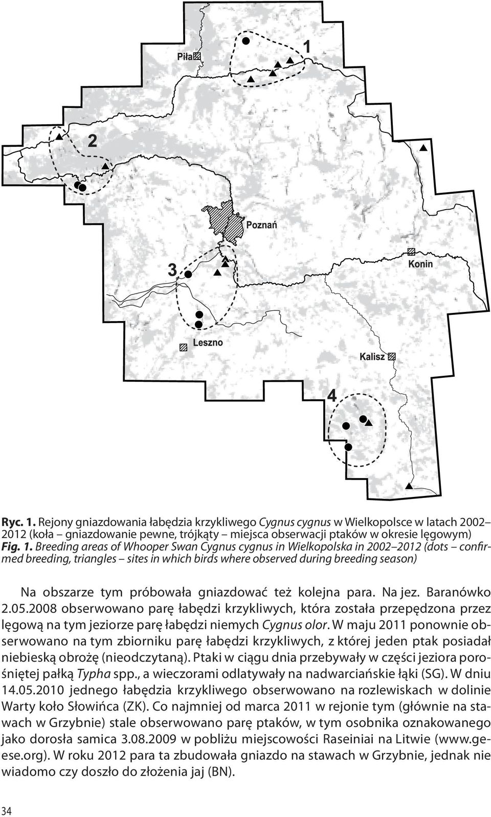 Breeding areas of Whooper Swan Cygnus cygnus in Wielkopolska in 2002 2012 (dots confirmed breeding, triangles sites in which birds where observed during breeding season) Na obszarze tym próbowała