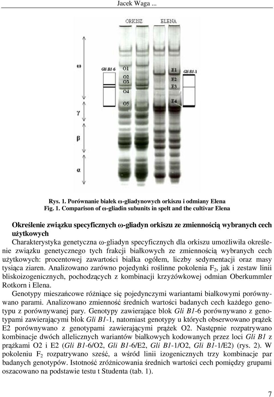 Comparison of ω-gliadin subunits in spelt and the cultivar Elena Określenie związku specyficznych ω-gliadyn orkiszu ze zmiennością wybranych cech użytkowych Charakterystyka genetyczna ω-gliadyn