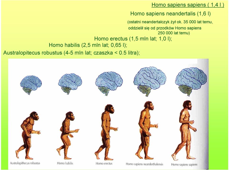 35 000 lat temu, oddzielił się od przodków Homo sapiens 250 000 lat temu)