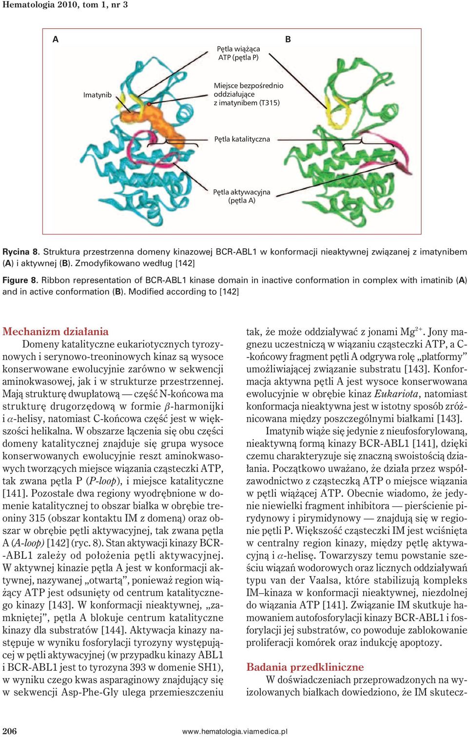 Ribbon representation of BCR-ABL1 kinase domain in inactive conformation in complex with imatinib (A) and in active conformation (B).