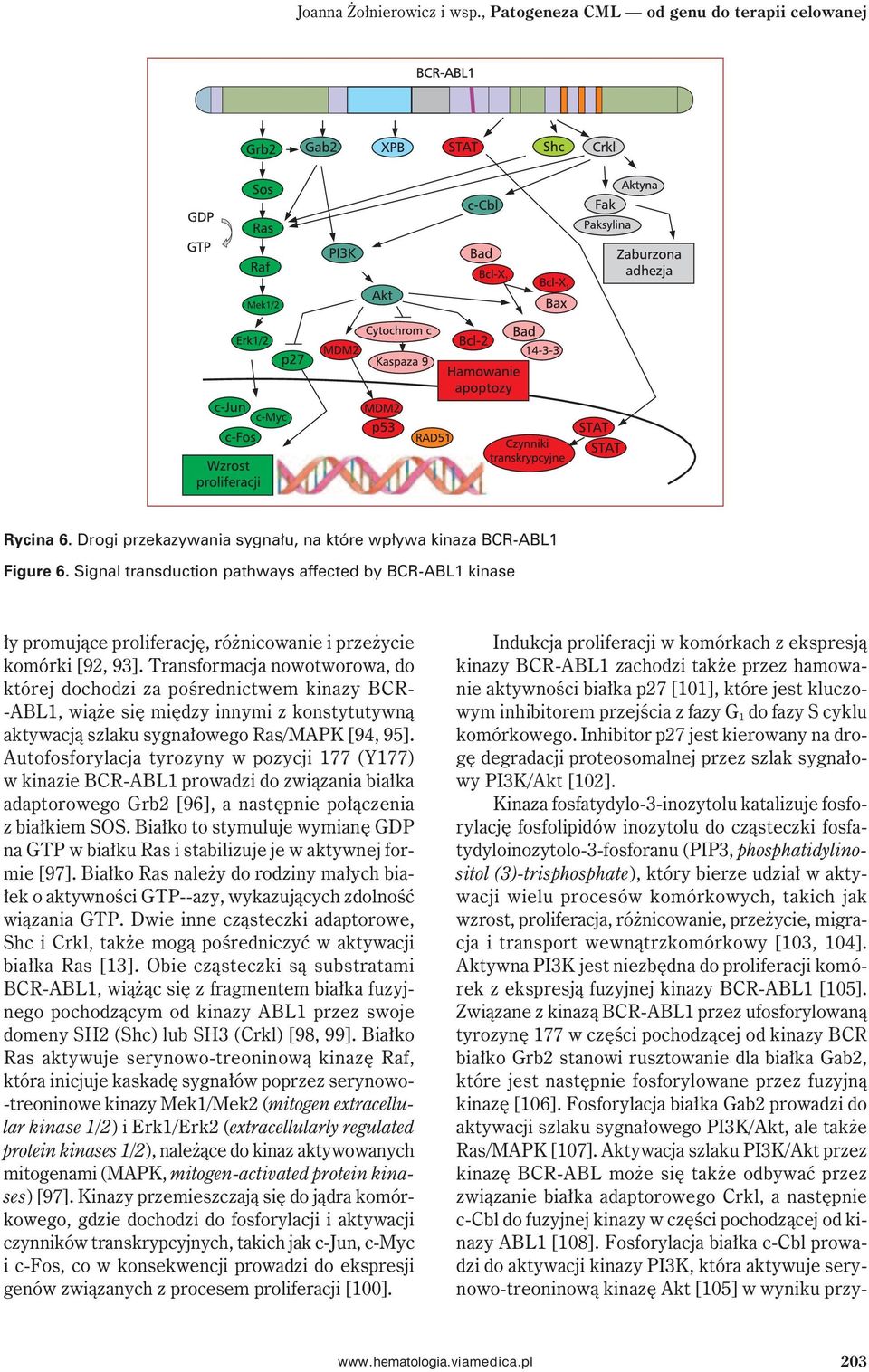 Transformacja nowotworowa, do której dochodzi za pośrednictwem kinazy BCR- -ABL1, wiąże się między innymi z konstytutywną aktywacją szlaku sygnałowego Ras/MAPK [94, 95].