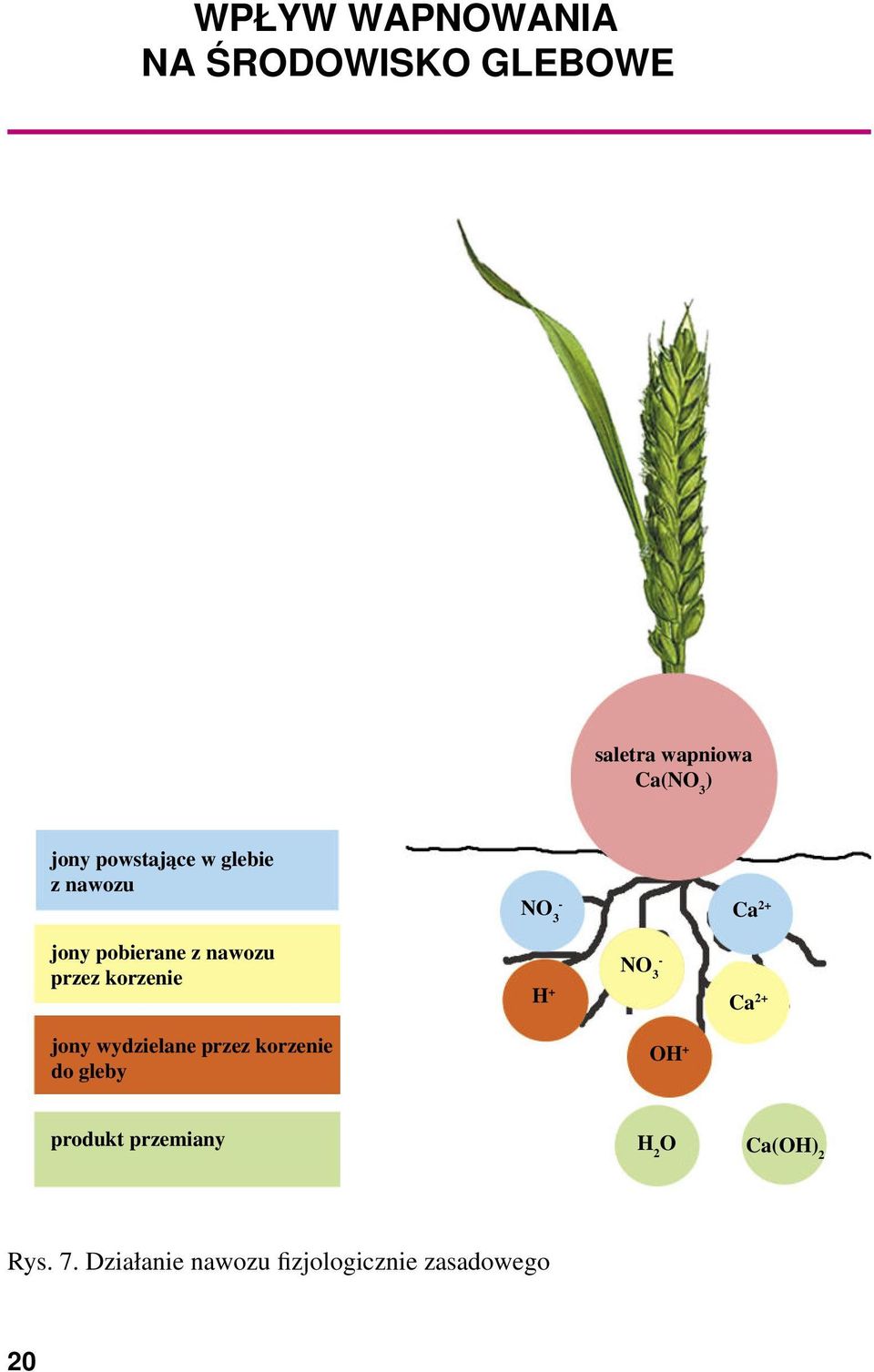 korzenie H+ NO 3 - Ca 2+ jony wydzielane przez korzenie do gleby OH +