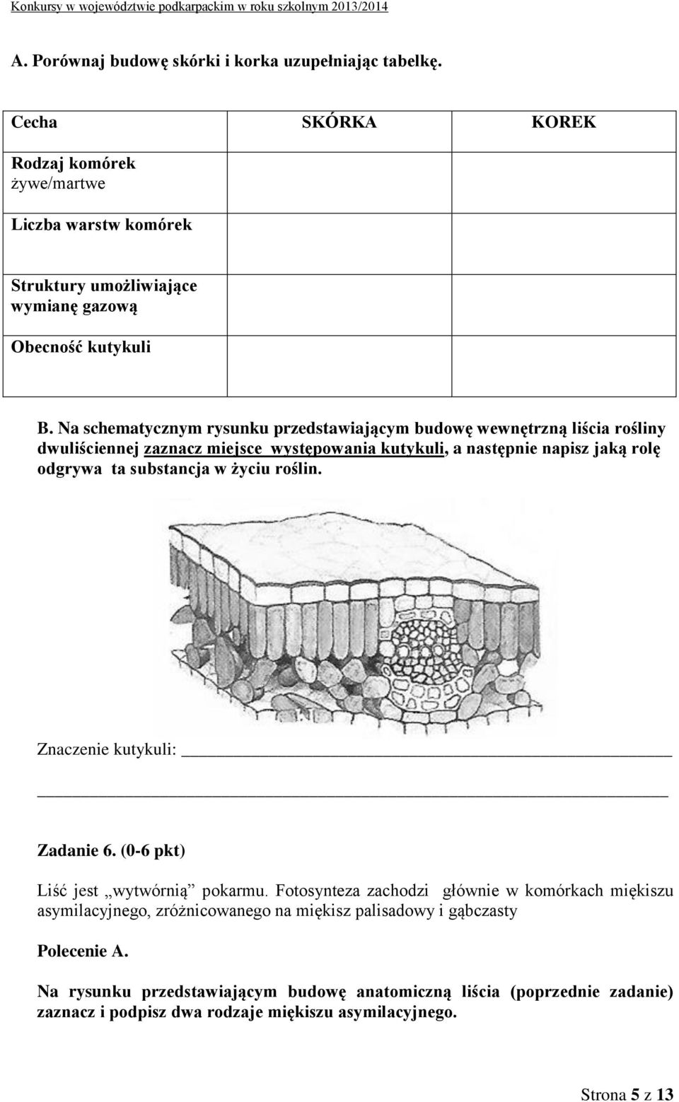 Na schematycznym rysunku przedstawiającym budowę wewnętrzną liścia rośliny dwuliściennej zaznacz miejsce występowania kutykuli, a następnie napisz jaką rolę odgrywa ta substancja