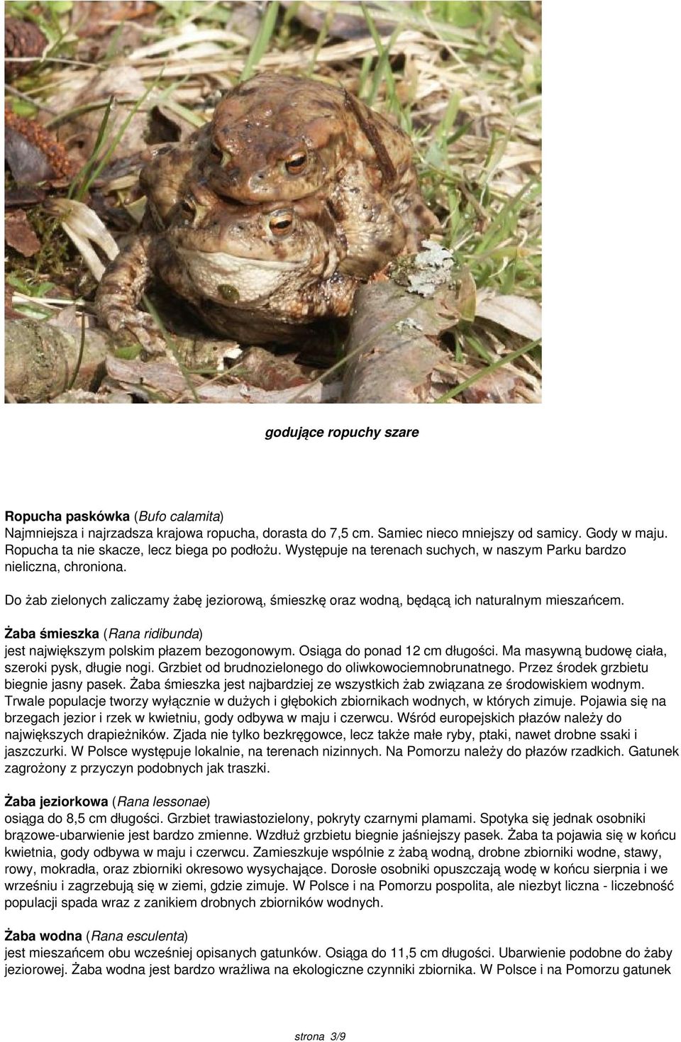 Do żab zielonych zaliczamy żabę jeziorową, śmieszkę oraz wodną, będącą ich naturalnym mieszańcem. Żaba śmieszka (Rana ridibunda) jest największym polskim płazem bezogonowym.