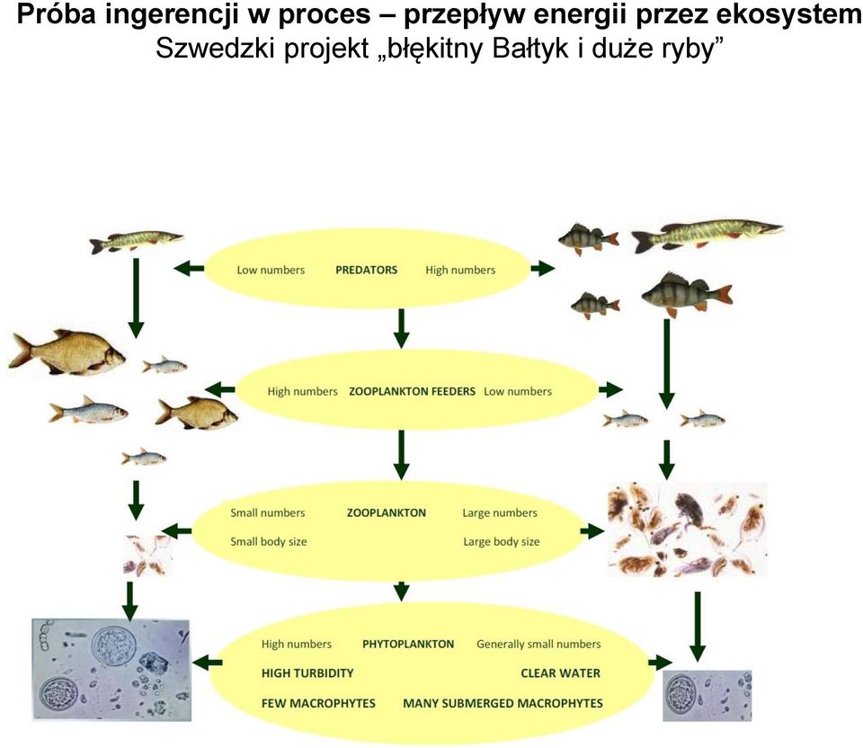 ekosystem Szwedzki