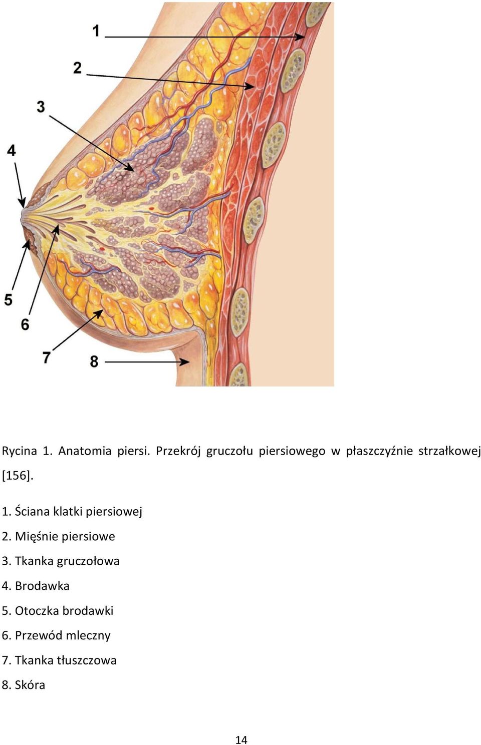 [156]. 1. Ściana klatki piersiowej 2. Mięśnie piersiowe 3.