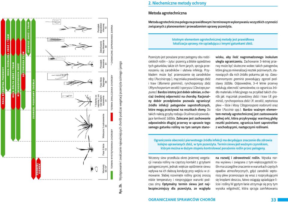 Występowanie I zwalczanie najważniejszych chorób podczas wegetacji pszenżyta ozimego i jarego Pszenżyto jest porażane przez patogeny obu rodzicielskich roślin żyta i pszenicy, a bliskie sąsiedztwo