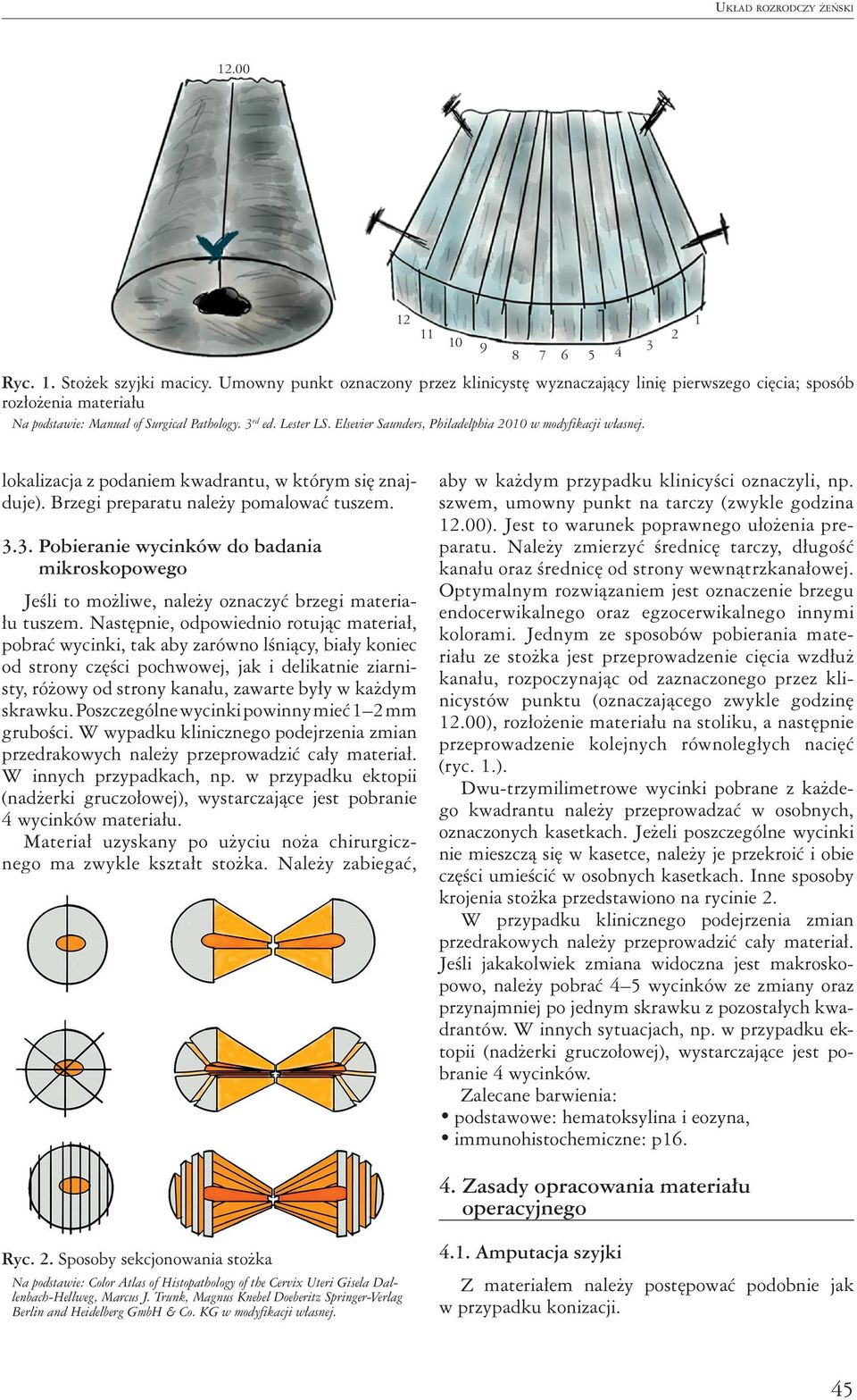 Elsevier Saunders, Philadelphia 2010 w modyfikacji własnej. lokalizacja z podaniem kwadrantu, w którym się znajduje). Brzegi preparatu należy pomalować tuszem. 3.