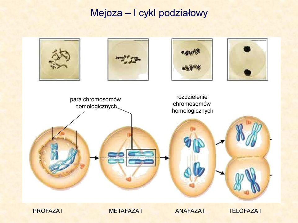 rozdzielenie  PROFAZA I METAFAZA I