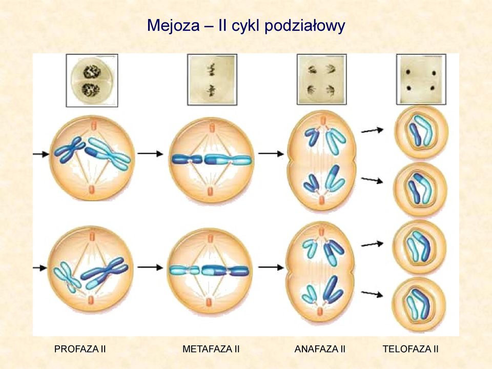 PROFAZA II