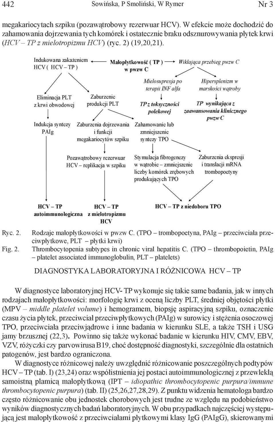 Indukowana zaka eniem HCV ( HCV TP ) Eliminacja PLT z krwi obwodowej Indukcja syntezy PAIg Zaburzenie produkcji PLT Zaburzenia dojrzewania i funkcji megakariocytów szpiku Ma op ytkowo ( TP ) w pwzw C