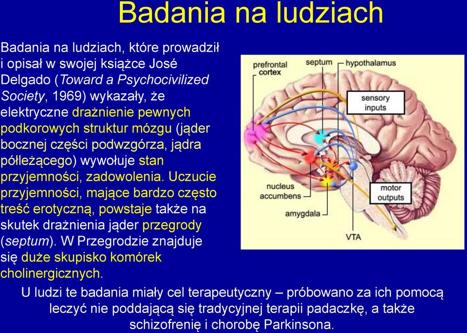 Uczucie przyjemności, mające bardzo często treść erotyczną, powstaje także na skutek drażnienia jąder przegrody (septum).