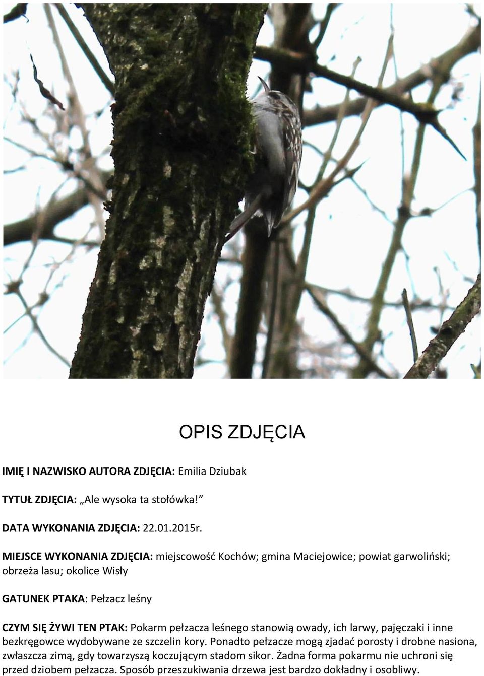 PTAK: Pokarm pełzacza leśnego stanowią owady, ich larwy, pajęczaki i inne bezkręgowce wydobywane ze szczelin kory.