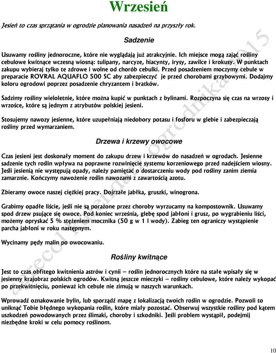 Przed posadzeniem moczymy cebule w preparacie ROVRAL AQUAFLO 500 SC aby zabezpieczyć je przed chorobami grzybowymi. Dodajmy koloru ogrodowi poprzez posadzenie chryzantem i bratków.