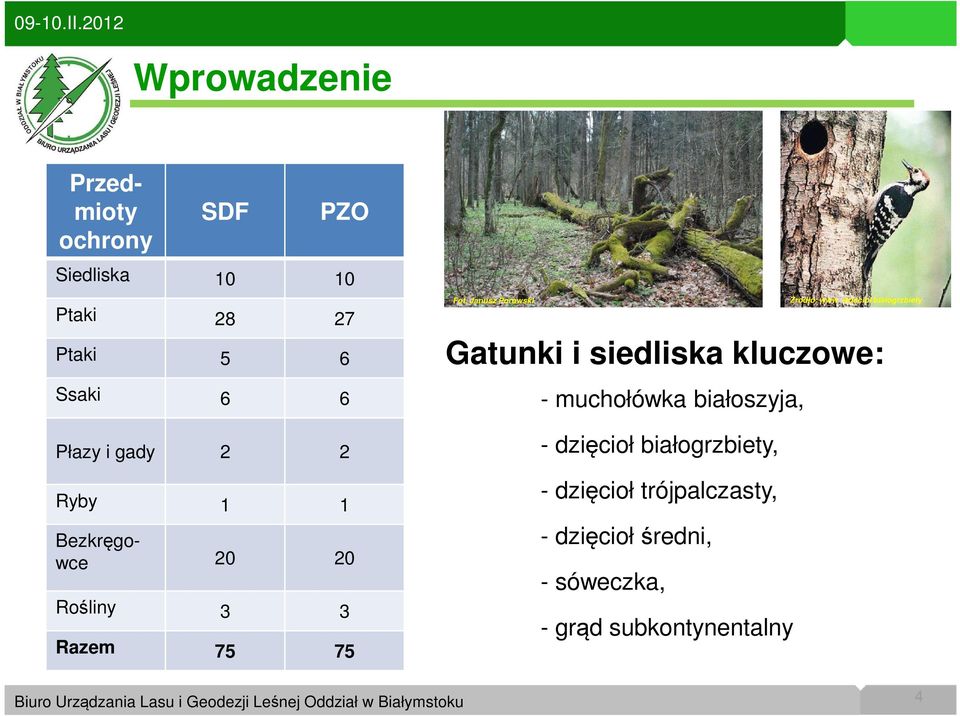 Janusz Porowski Żrodło: www dzięcioł białogrzbiety Gatunki i siedliska kluczowe: - muchołówka