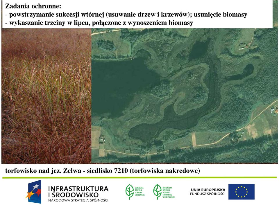 wykaszanie trzciny w lipcu, połączone z wynoszeniem