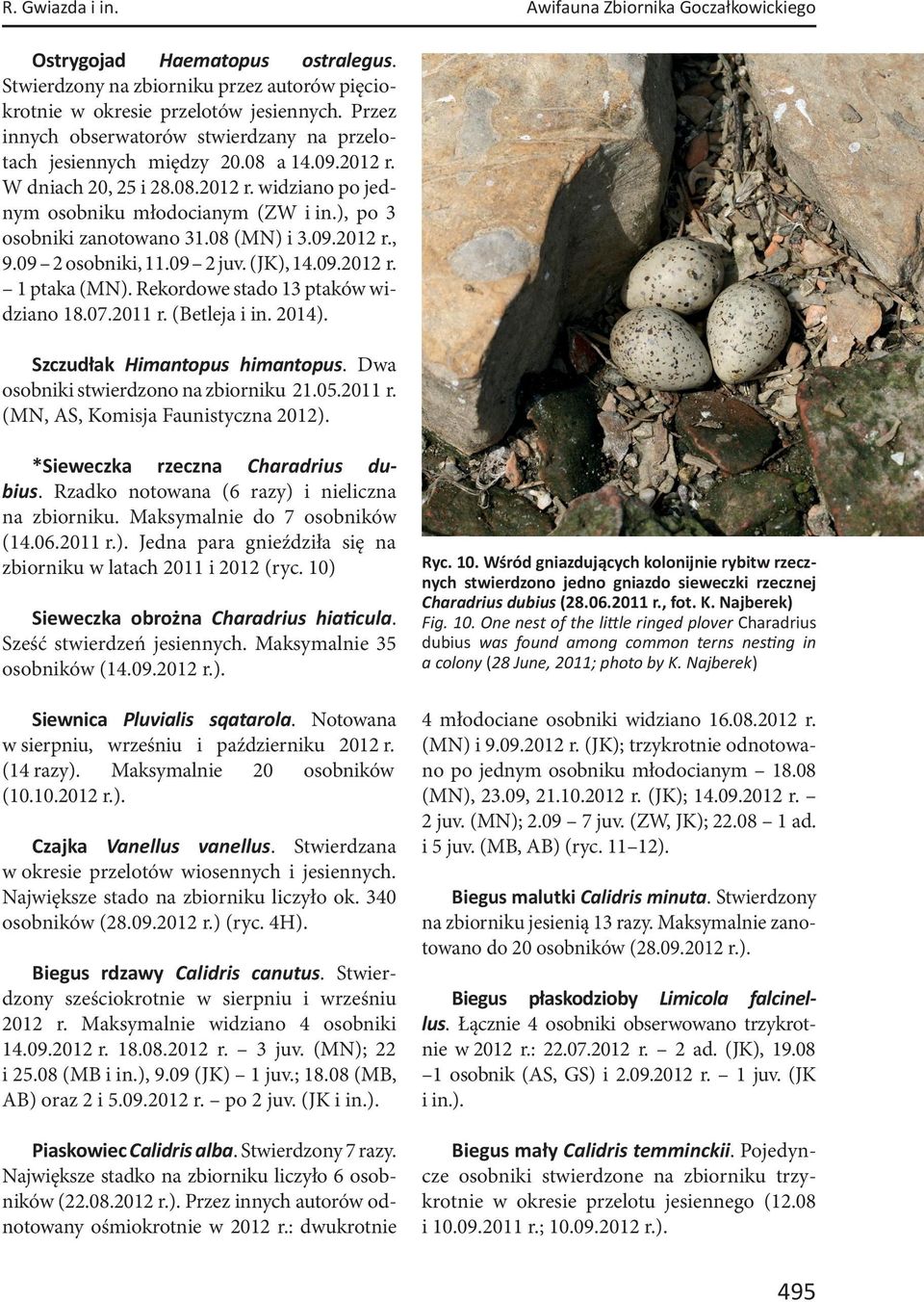 ), po 3 osobniki zanotowano 31.08 (MN) i 3.09.2012 r., 9.09 2 osobniki, 11.09 2 juv. (JK), 14.09.2012 r. 1 ptaka (MN). Rekordowe stado 13 ptaków widziano 18.07.2011 r. (Betleja i in. 2014).