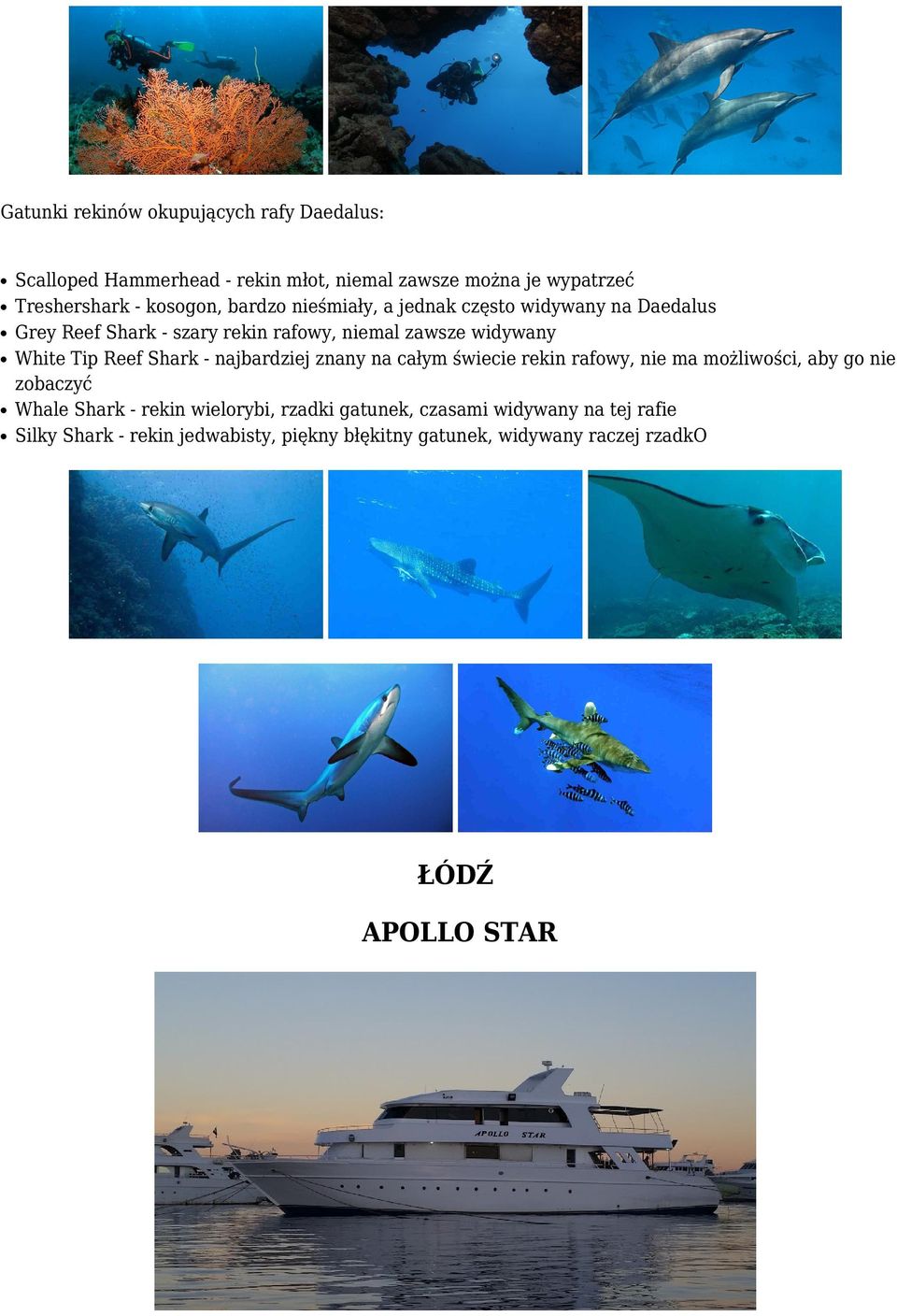 Tip Reef Shark - najbardziej znany na całym świecie rekin rafowy, nie ma możliwości, aby go nie zobaczyć Whale Shark - rekin