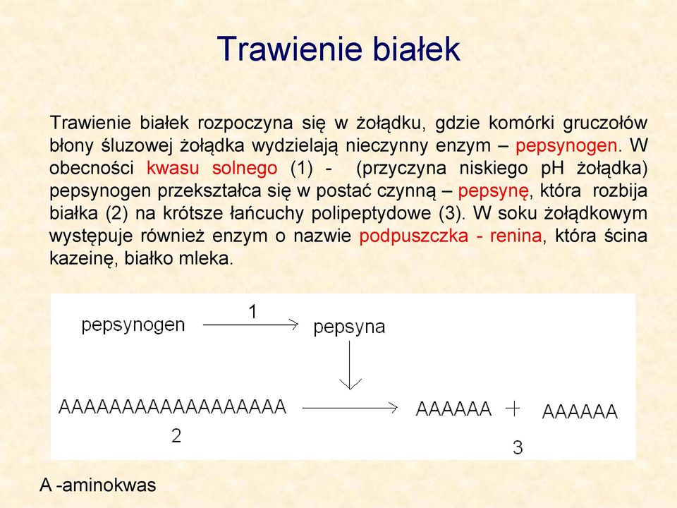 W obecności kwasu solnego (1) - (przyczyna niskiego ph żołądka) pepsynogen przekształca się w postać czynną