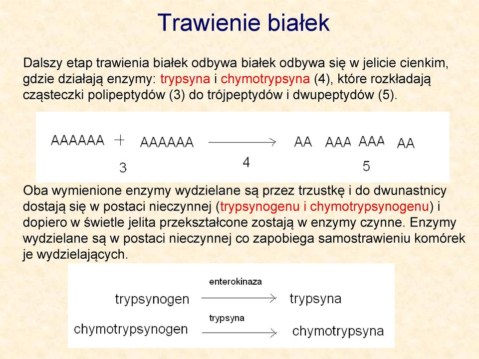 Oba wymienione enzymy wydzielane są przez trzustkę i do dwunastnicy dostają się w postaci nieczynnej (trypsynogenu i