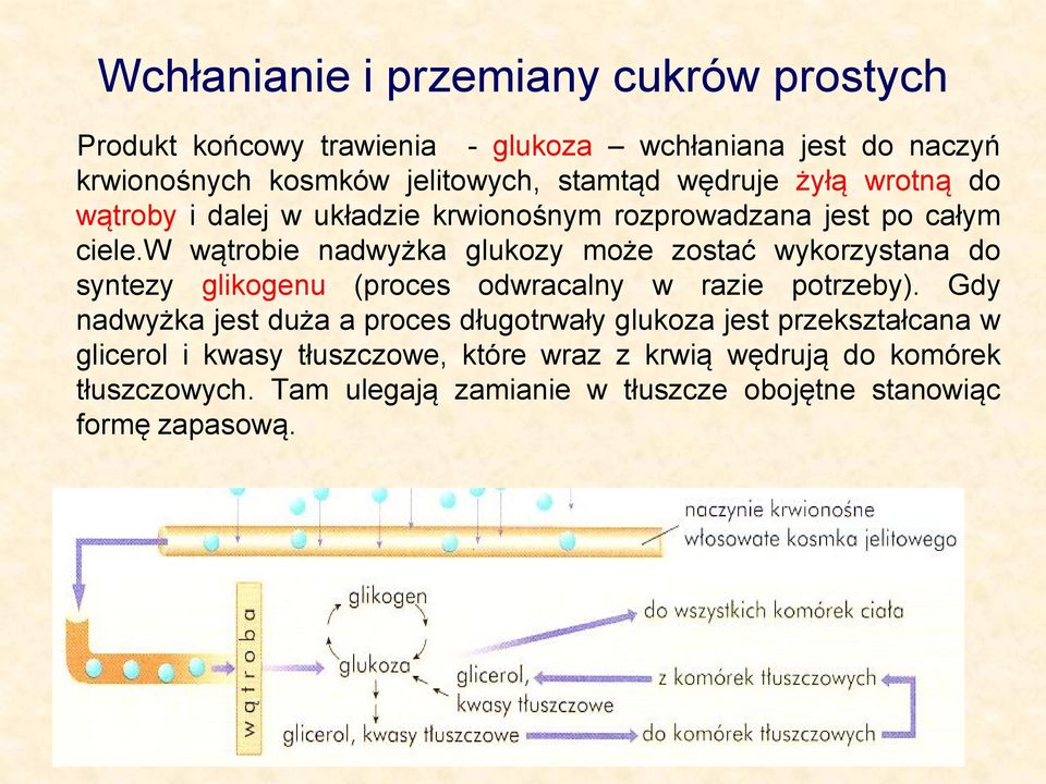 w wątrobie nadwyżka glukozy może zostać wykorzystana do syntezy glikogenu (proces odwracalny w razie potrzeby).