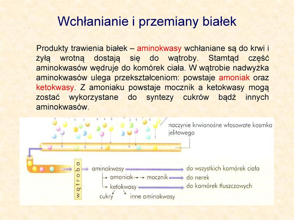 W wątrobie nadwyżka aminokwasów ulega przekształceniom: powstaje amoniak oraz ketokwasy.