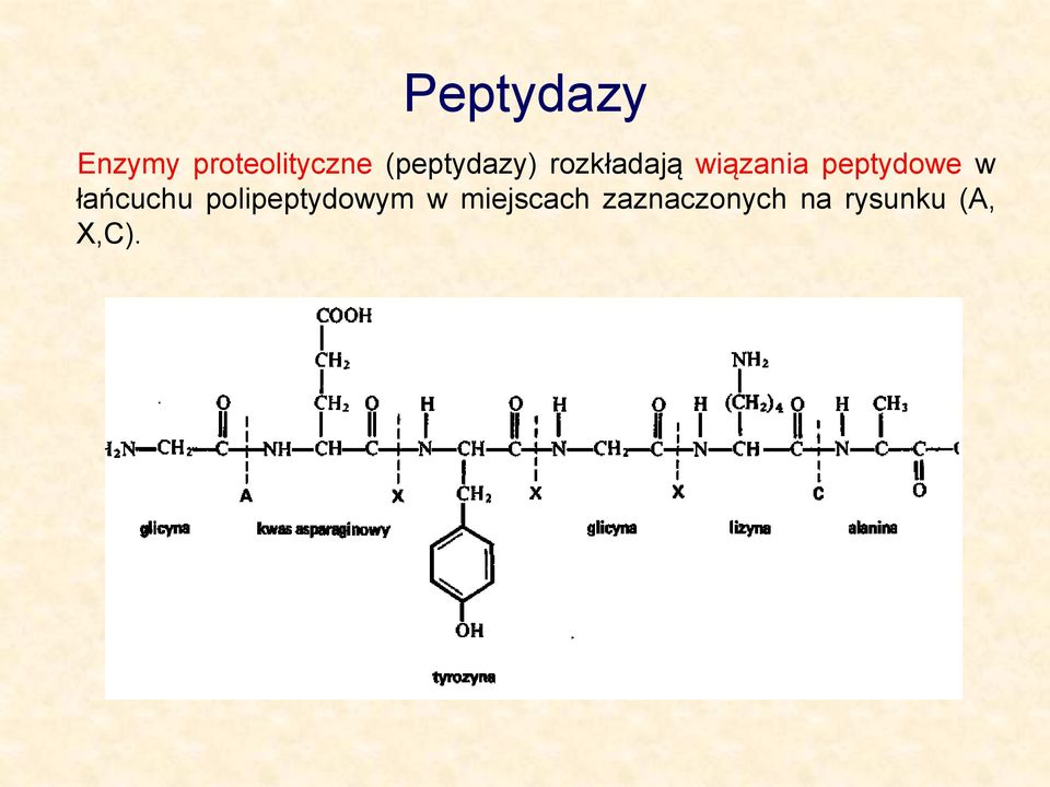 peptydowe w łańcuchu polipeptydowym