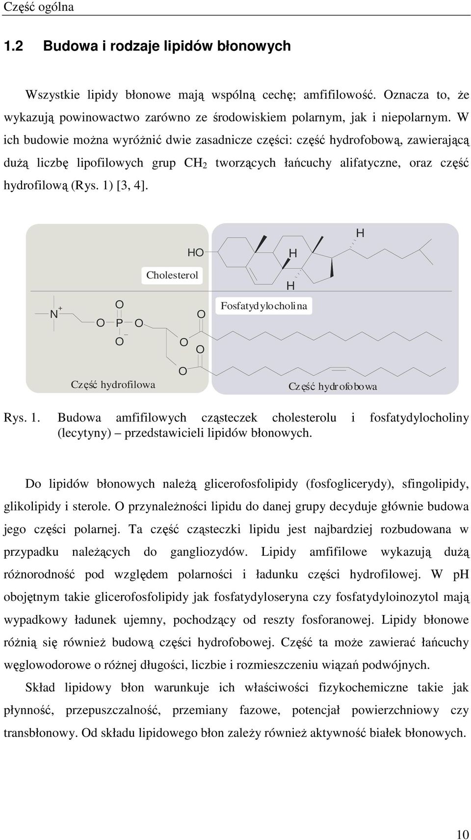 O holesterol N + O O P O O Fosfatydylocholina O O O zęść hydrofilowa O z ęść hydr ofobowa Rys. 1.