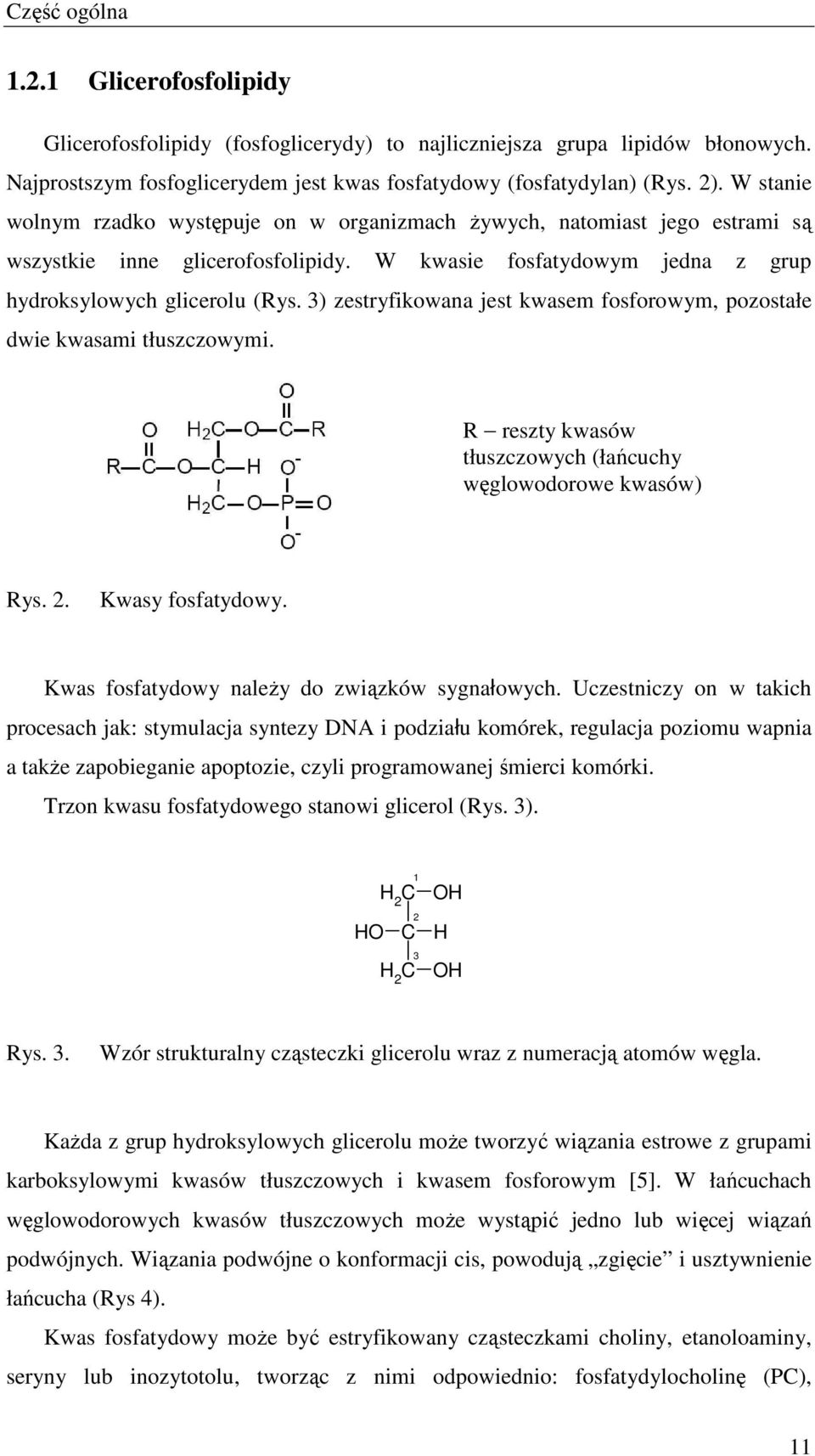 3) zestryfikowana jest kwasem fosforowym, pozostałe dwie kwasami tłuszczowymi. R reszty kwasów tłuszczowych (łańcuchy węglowodorowe kwasów) Rys. 2. Kwasy fosfatydowy.