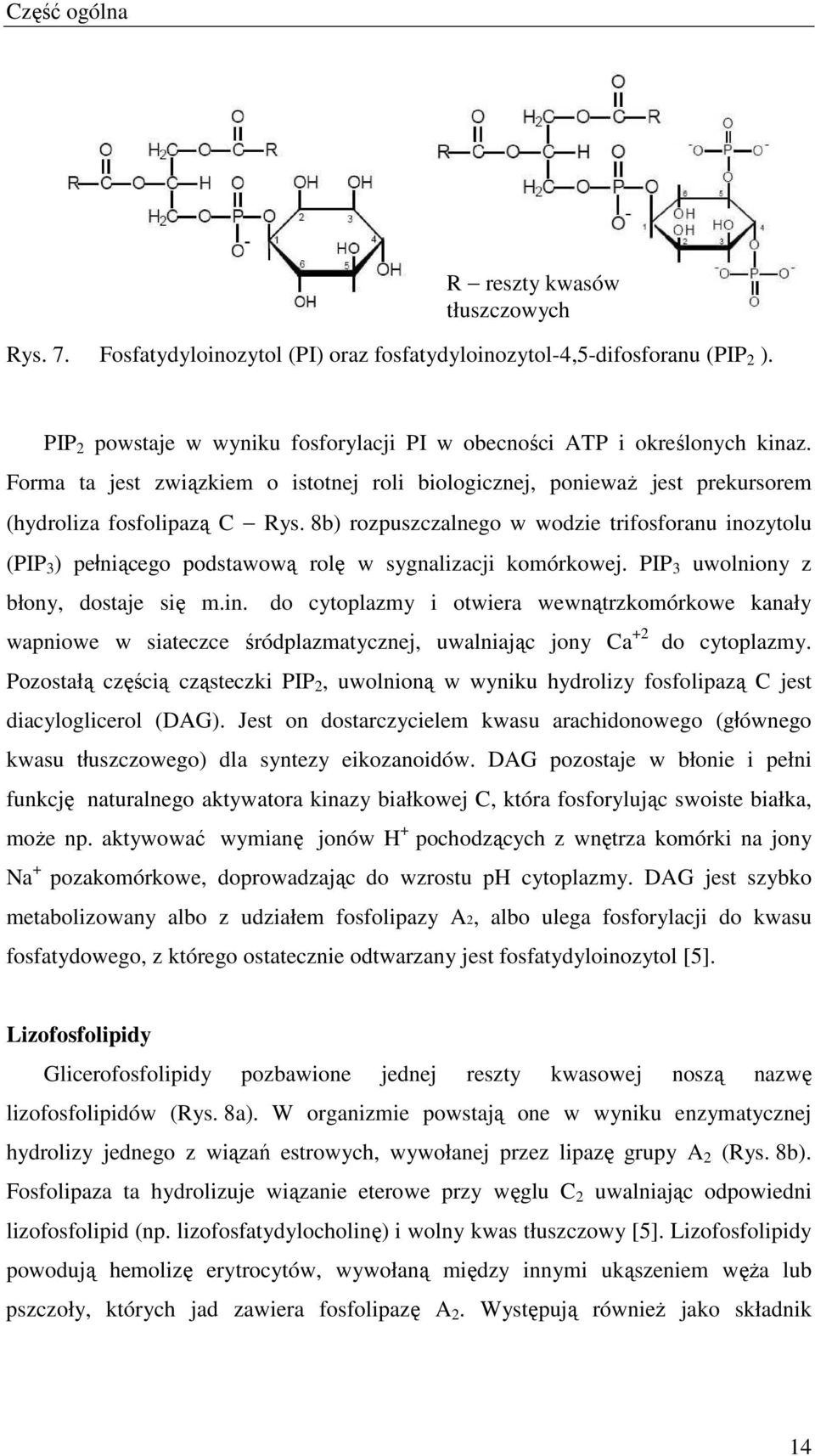 8b) rozpuszczalnego w wodzie trifosforanu inozytolu (PIP 3 ) pełniącego podstawową rolę w sygnalizacji komórkowej. PIP 3 uwolniony z błony, dostaje się m.in. do cytoplazmy i otwiera wewnątrzkomórkowe kanały wapniowe w siateczce śródplazmatycznej, uwalniając jony a +2 do cytoplazmy.