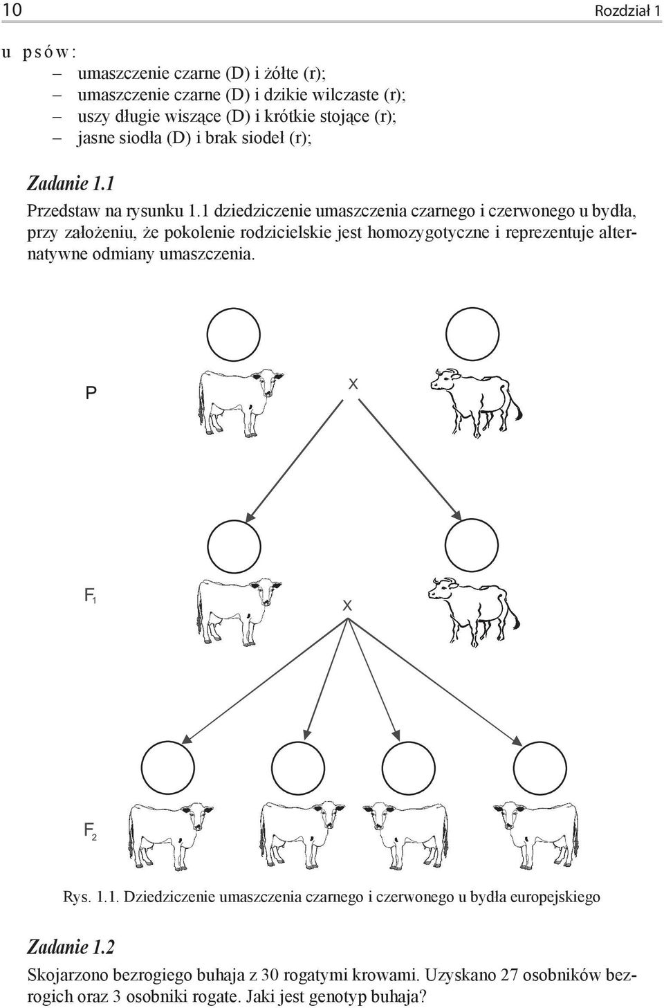 1 dziedziczenie umaszczenia czarnego i czerwonego u bydła, przy założeniu, że pokolenie rodzicielskie jest homozygotyczne i reprezentuje alternatywne