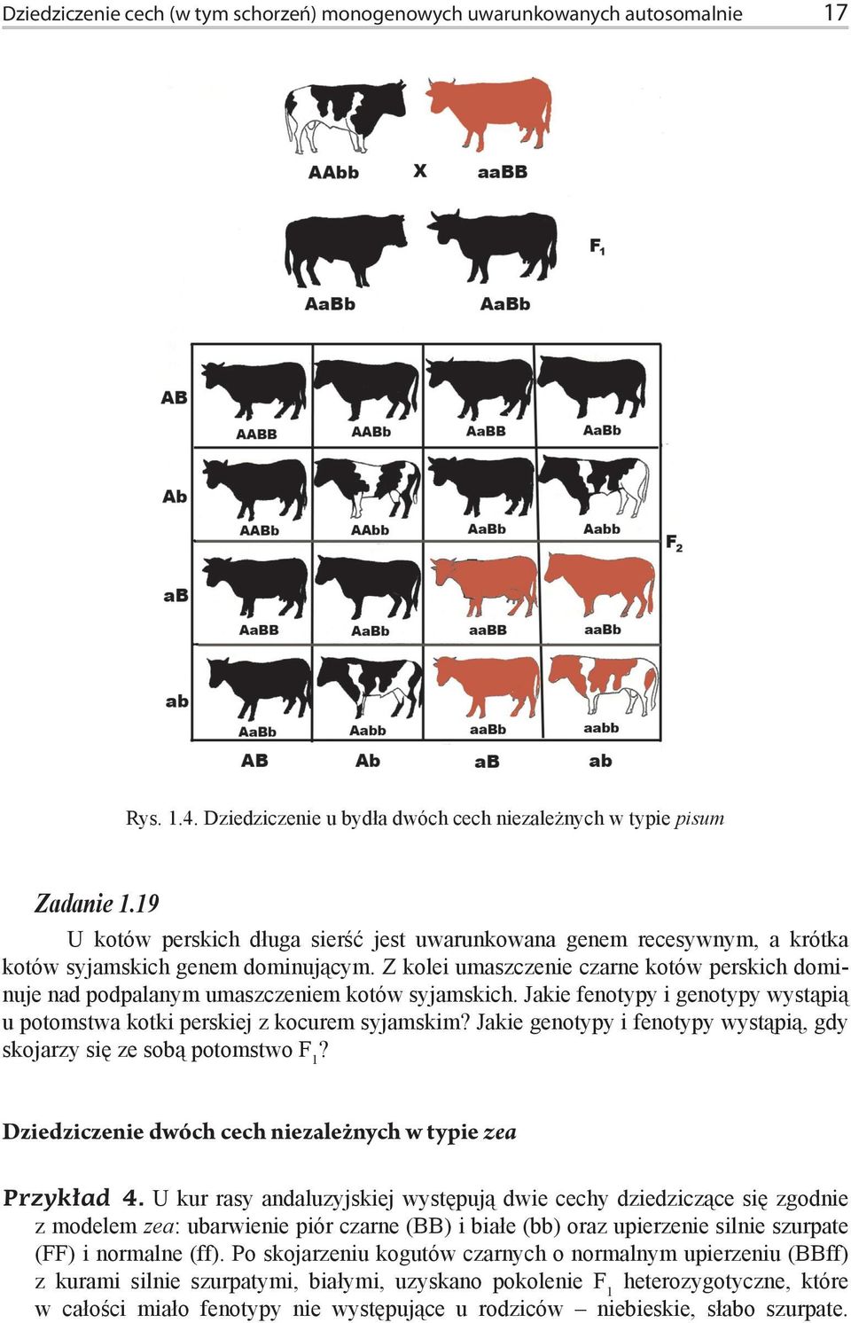 Z kolei umaszczenie czarne kotów perskich dominuje nad podpalanym umaszczeniem kotów syjamskich. Jakie fenotypy i genotypy wystąpią u potomstwa kotki perskiej z kocurem syjamskim?