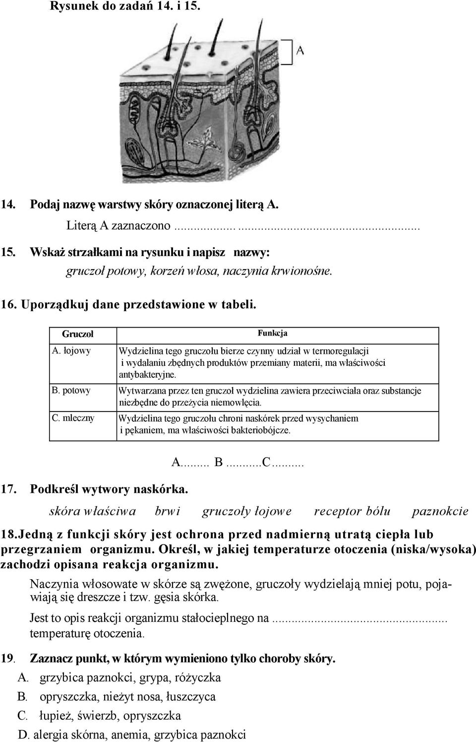 Wydzielina tego gruczołu bierze czynny udział w termoregulacji i wydalaniu zbędnych produktów przemiany materii, ma właściwości antybakteryjne. B. potowy 2.