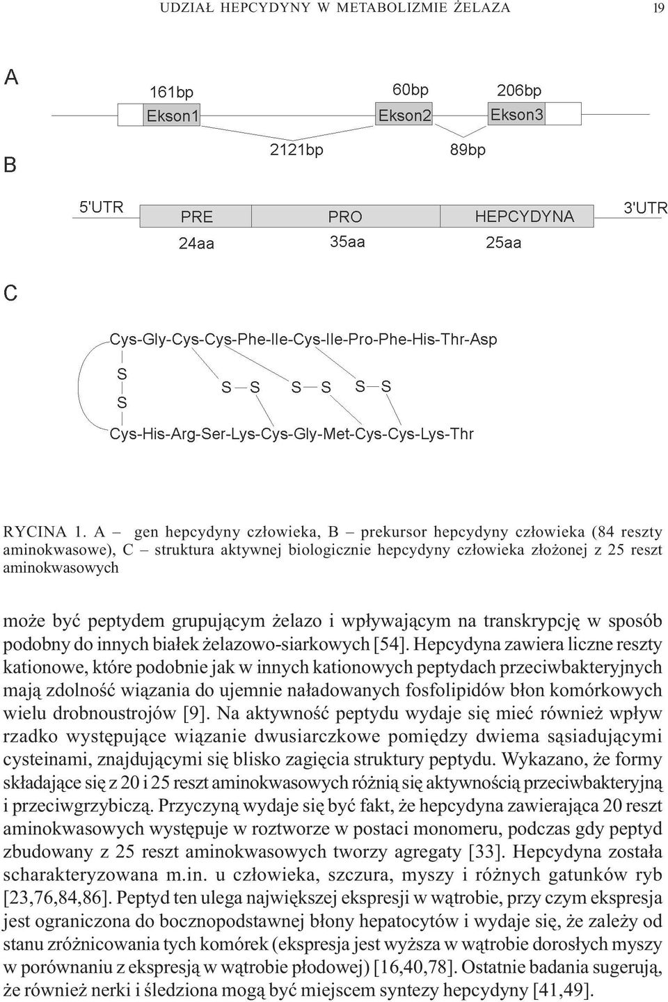 grupuj¹cym elazo i wp³ywaj¹cym na transkrypcjê w sposób podobny do innych bia³ek elazowo-siarkowych [54].