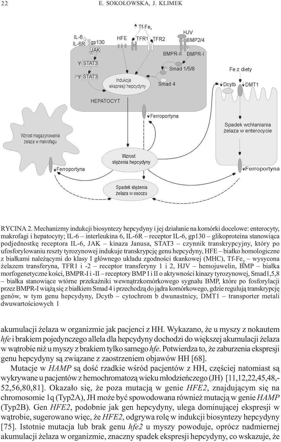 receptora IL-6, JAK kinaza Janusa, STAT3 czynnik transkrypcyjny, który po ufosforylowaniu reszty tyrozynowej indukuje transkrypcjê genu hepcydyny, HFE bia³ko homologiczne z bia³kami nale ¹cymi do