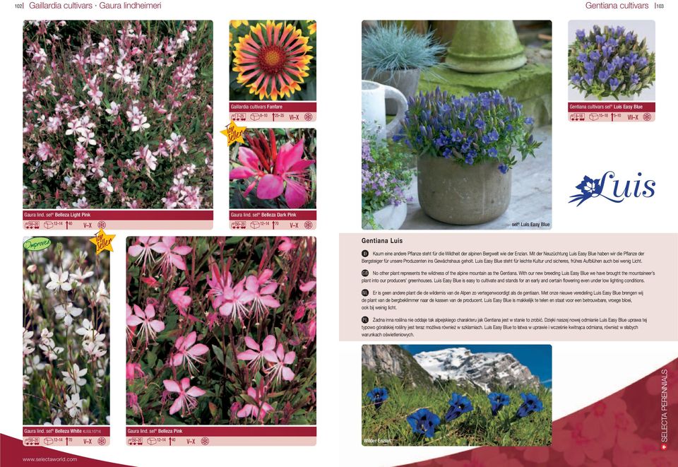 cultivars sel Belleza Dark Pink 50 20 7 25 8 10 12 14 70 sel Luis Easy Blue Gentiana Luis Kaum eine andere Pflanze steht für die Wildheit der alpinen Bergwelt wie der Enzian.