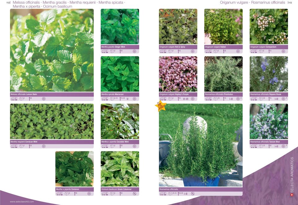 52 8 10 15 Gaillardia Melissa officinalis cultivars Lemon Balm Gaillardia Mentha spicata cultivars Maroccan Gaillardia Origanum cultivars vulgare Hopley's Purple Gaillardia Rosmarinus cultivars