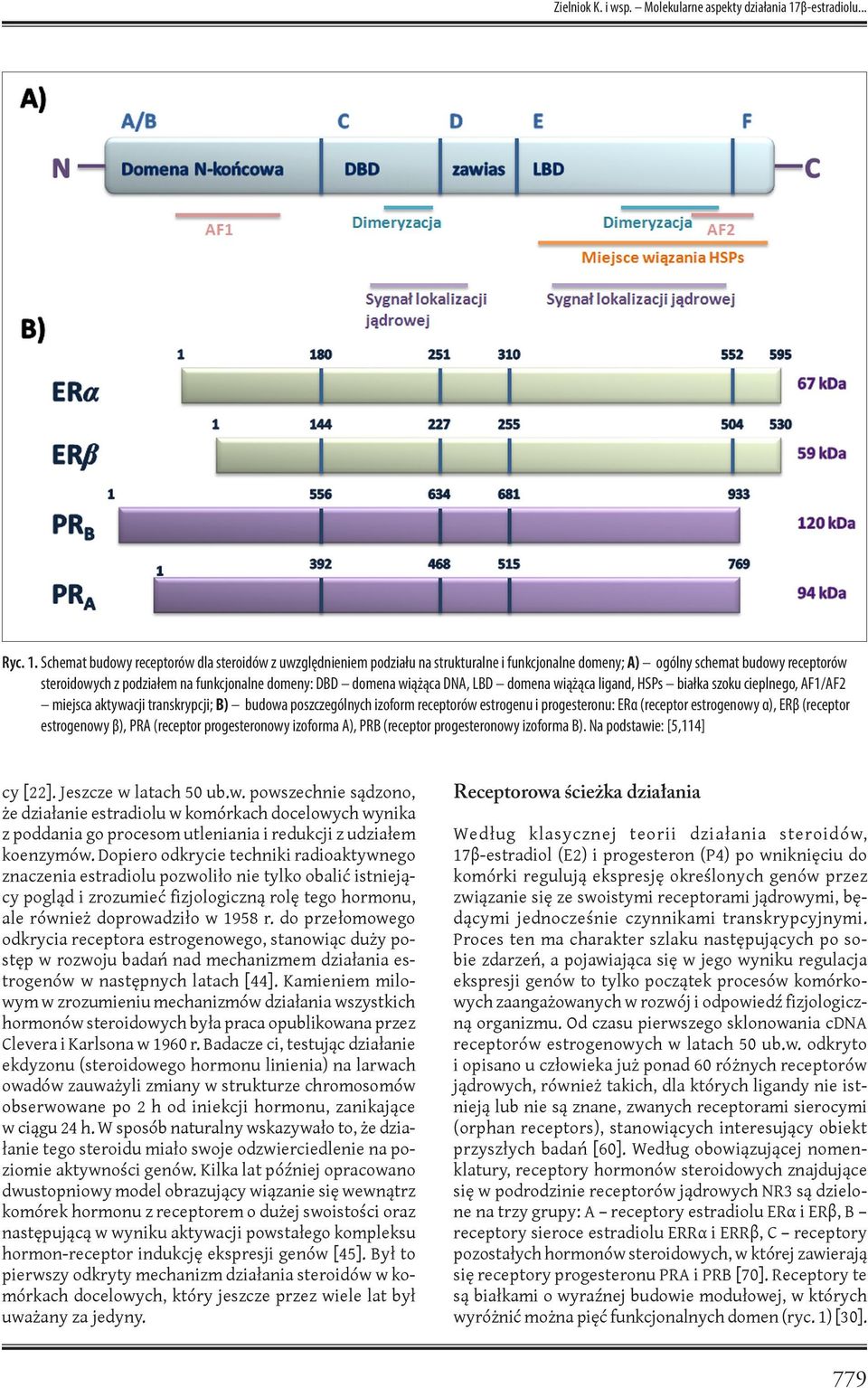 Schemat budowy receptorów dla steroidów z uwzględnieniem podziału na strukturalne i funkcjonalne domeny; A) ogólny schemat budowy receptorów steroidowych z podziałem na funkcjonalne domeny: DBD