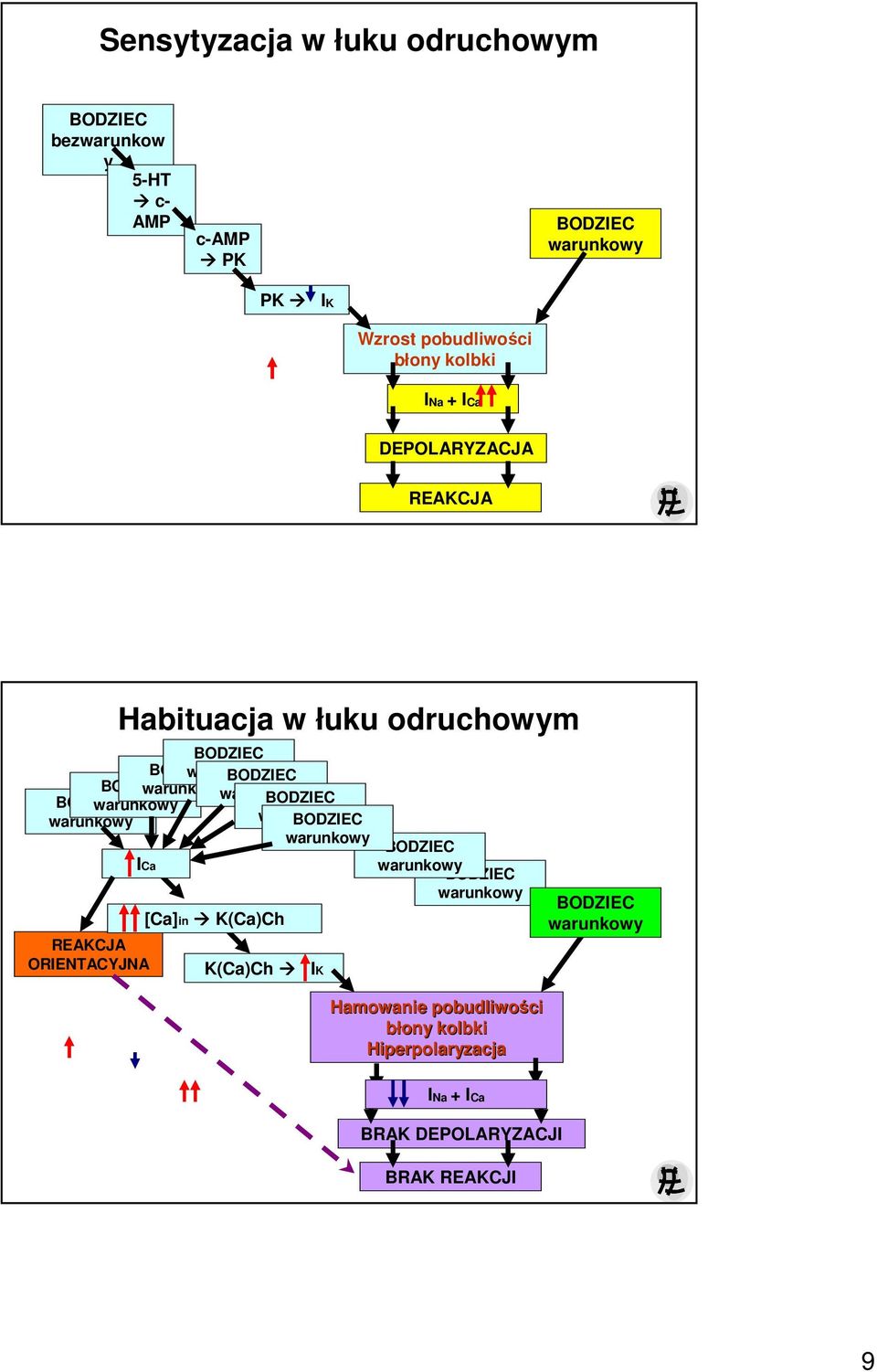 odruchowym ICa REAKCJA ORIENTACYJNA [Ca]in K(Ca)Ch K(Ca)Ch IK Hamowanie