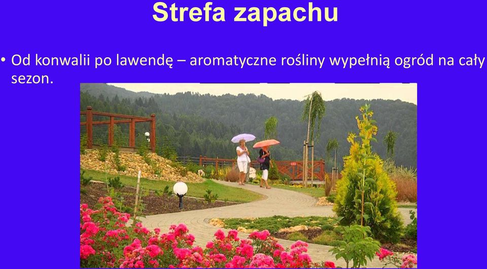 aromatyczne rośliny