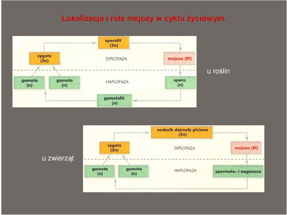 roślin