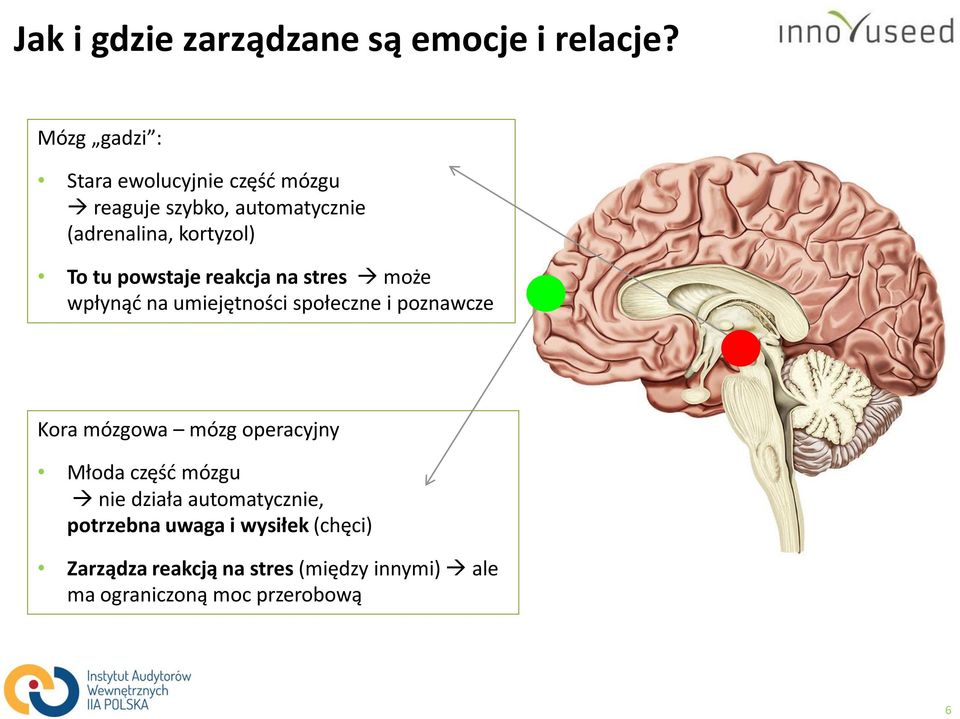 powstaje reakcja na stres może wpłynąć na umiejętności społeczne i poznawcze Kora mózgowa mózg