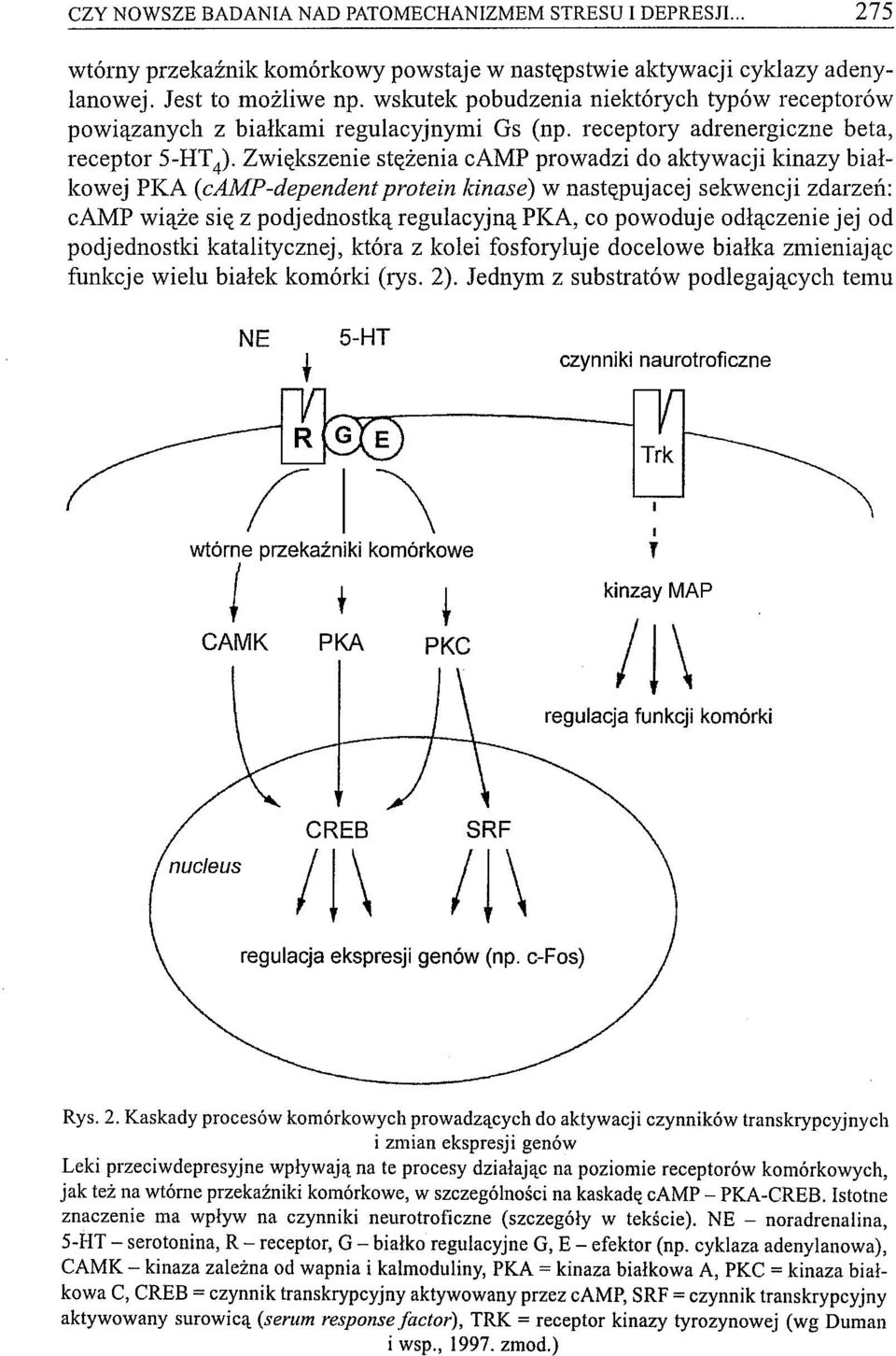 Zwiększenie stężenia camp prowadzi do aktywacji kinazy białkowej PKA (camp-dependent protein kinase) w następujacej sekwencji zdarzeń: camp wiąże się z podjednostką regulacyjną PKA, co powoduje