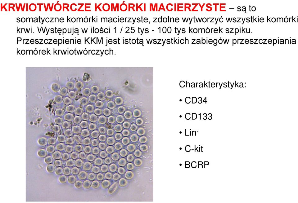 Występują w ilości 1 / 25 tys - 100 tys komórek szpiku.