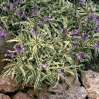 Gorczycznik wąskolistny Erysimum linifolium Styczeń Pojemnik Luty Marzec Pojemnik Kopanie 'na dwa ostrza' Pojemnik, Wyrównanie ziemi, Podział